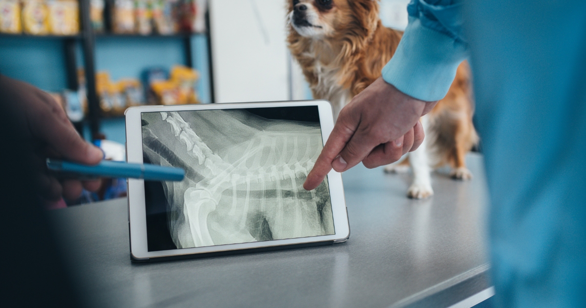 A stock image of a dog getting an x-ray