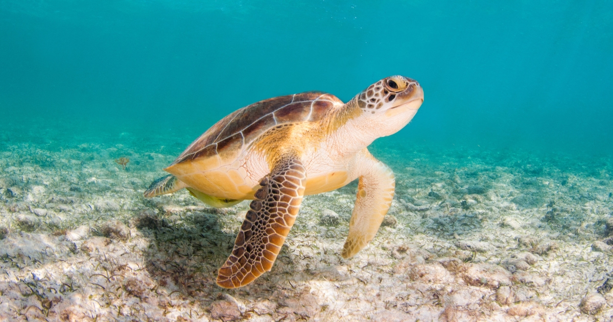 a stock image of a sea turtle swimming